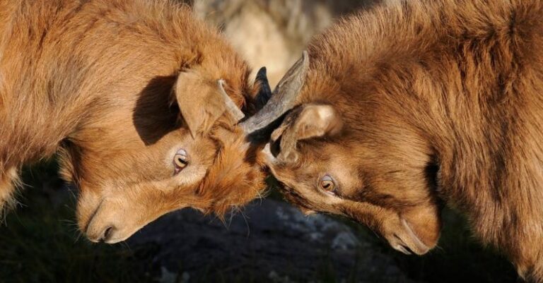 Competition - Two Brown Goats